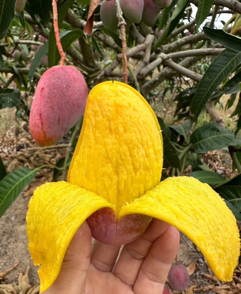海南芒果贵妃芒产地供应无中间商可视频看货欢迎咨询