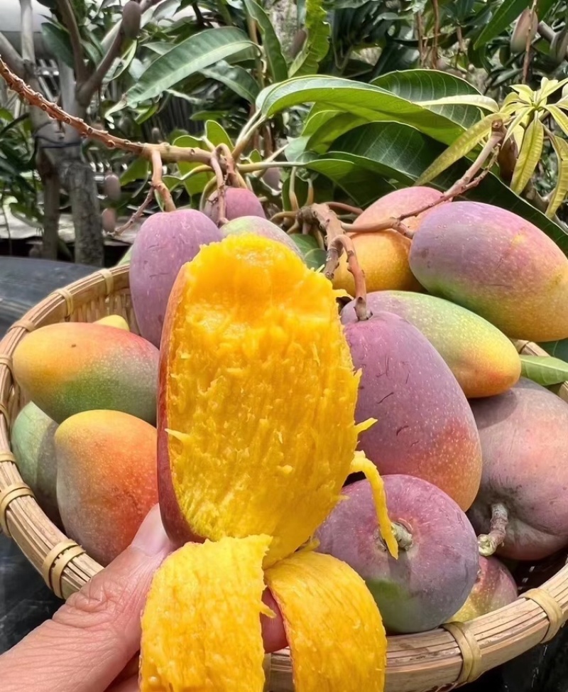 海南芒果贵妃芒产地供应无中间商可视频看货欢迎咨询