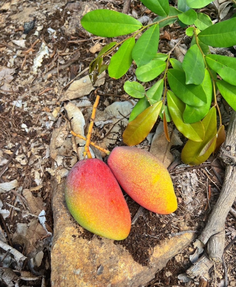 海南芒果贵妃芒产地供应无中间商可视频看货欢迎咨询