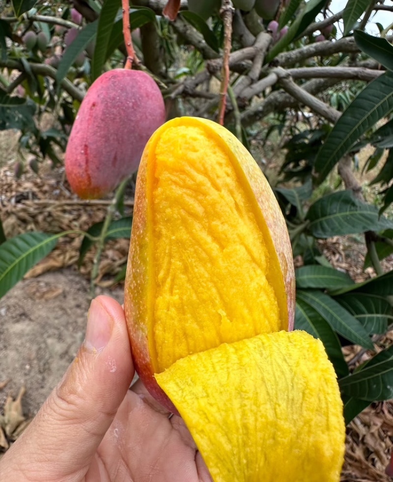 海南芒果贵妃芒产地供应无中间商可视频看货欢迎咨询