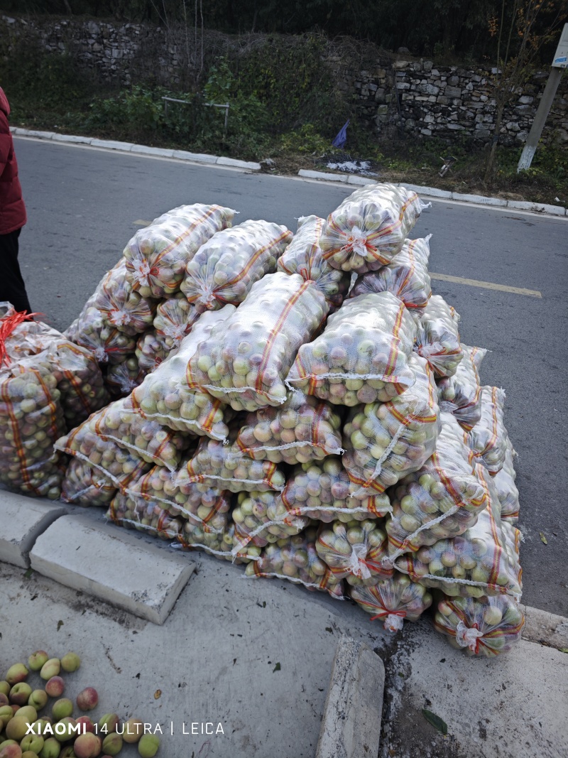 冬桃大量供应原产地沂蒙冬桃芽变大冬桃小冬桃欢迎洽谈