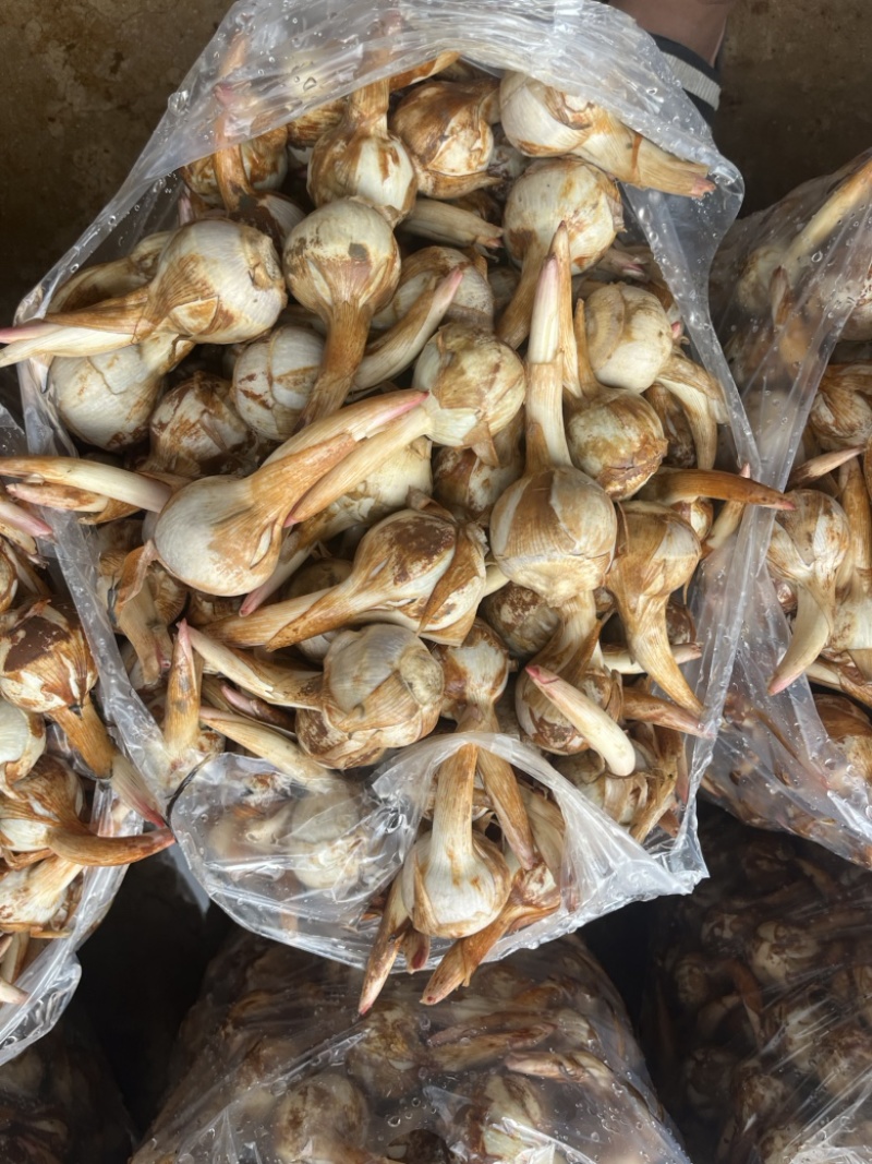 云南冬季茨菇大量上市产地直销源头供应欢迎来电
