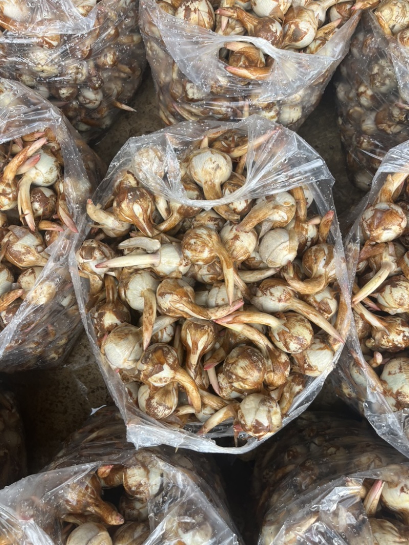 云南冬季茨菇大量上市产地直销源头供应欢迎来电