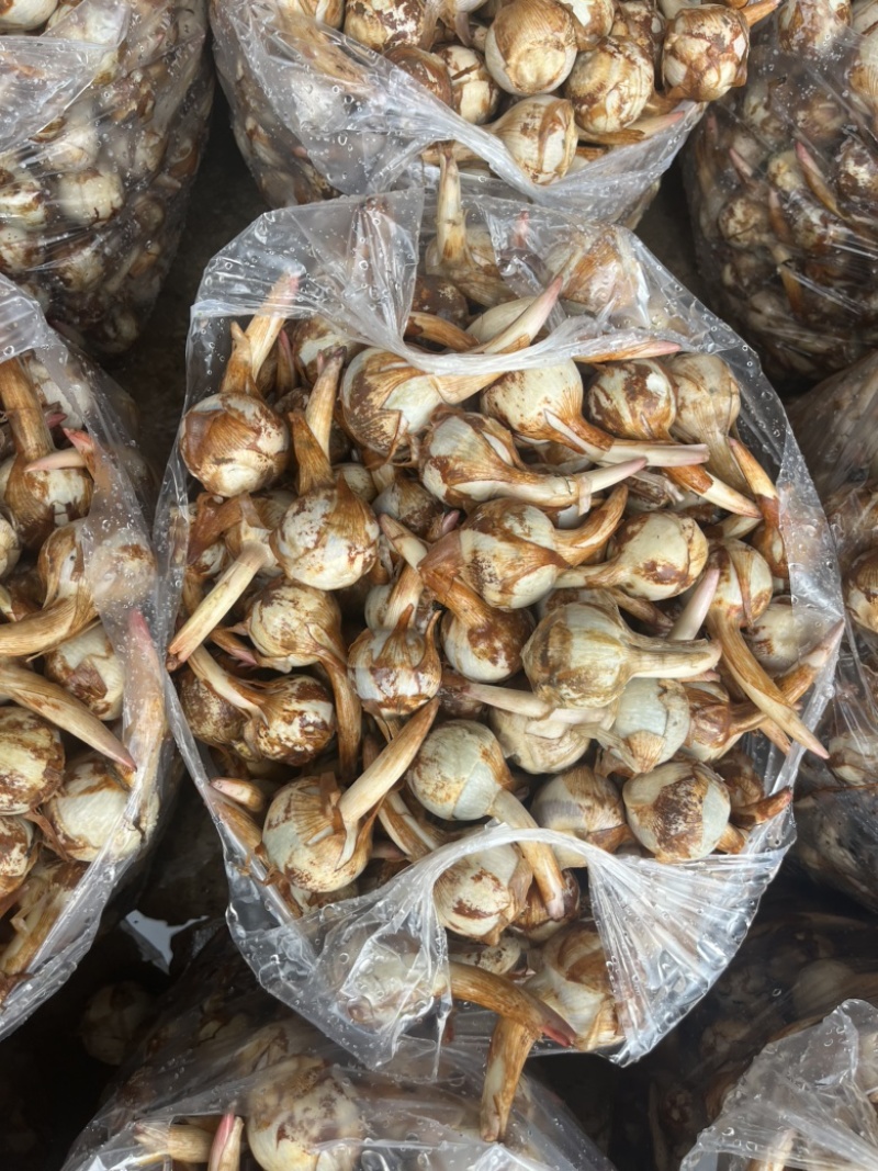 云南冬季茨菇大量上市产地直销源头供应欢迎来电