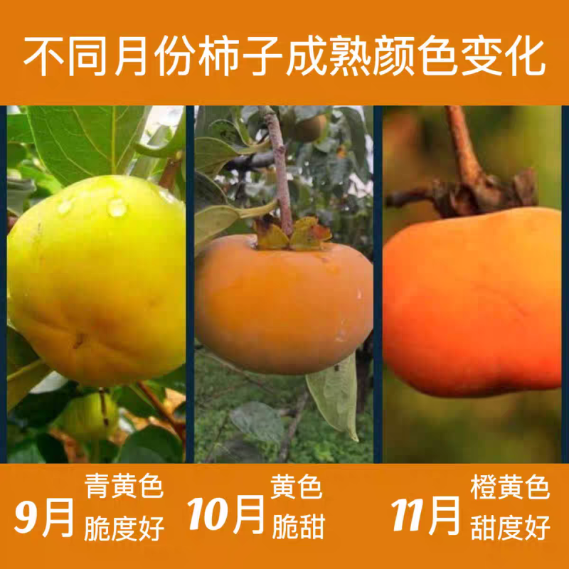 河北特大磨盘柿子新鲜甜软盆柿甜柿大果河北保定特发