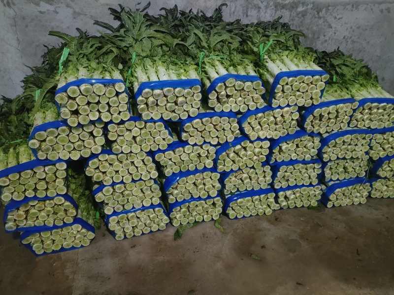 湖北当阳有大量窝笋，优质红尖叶窝笋大量上市
