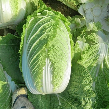 大白菜