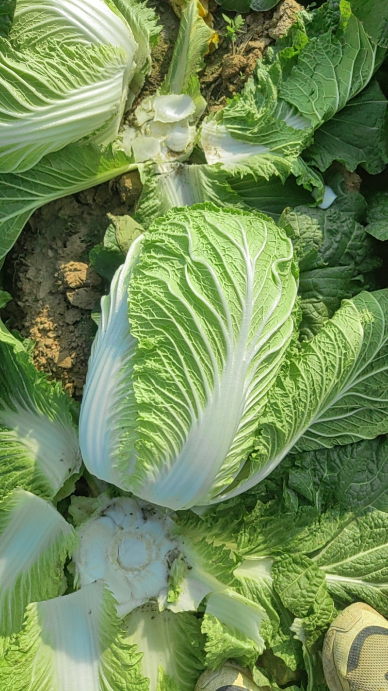 大白菜