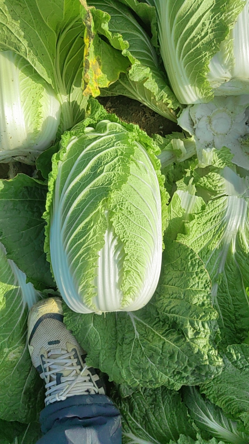 大白菜