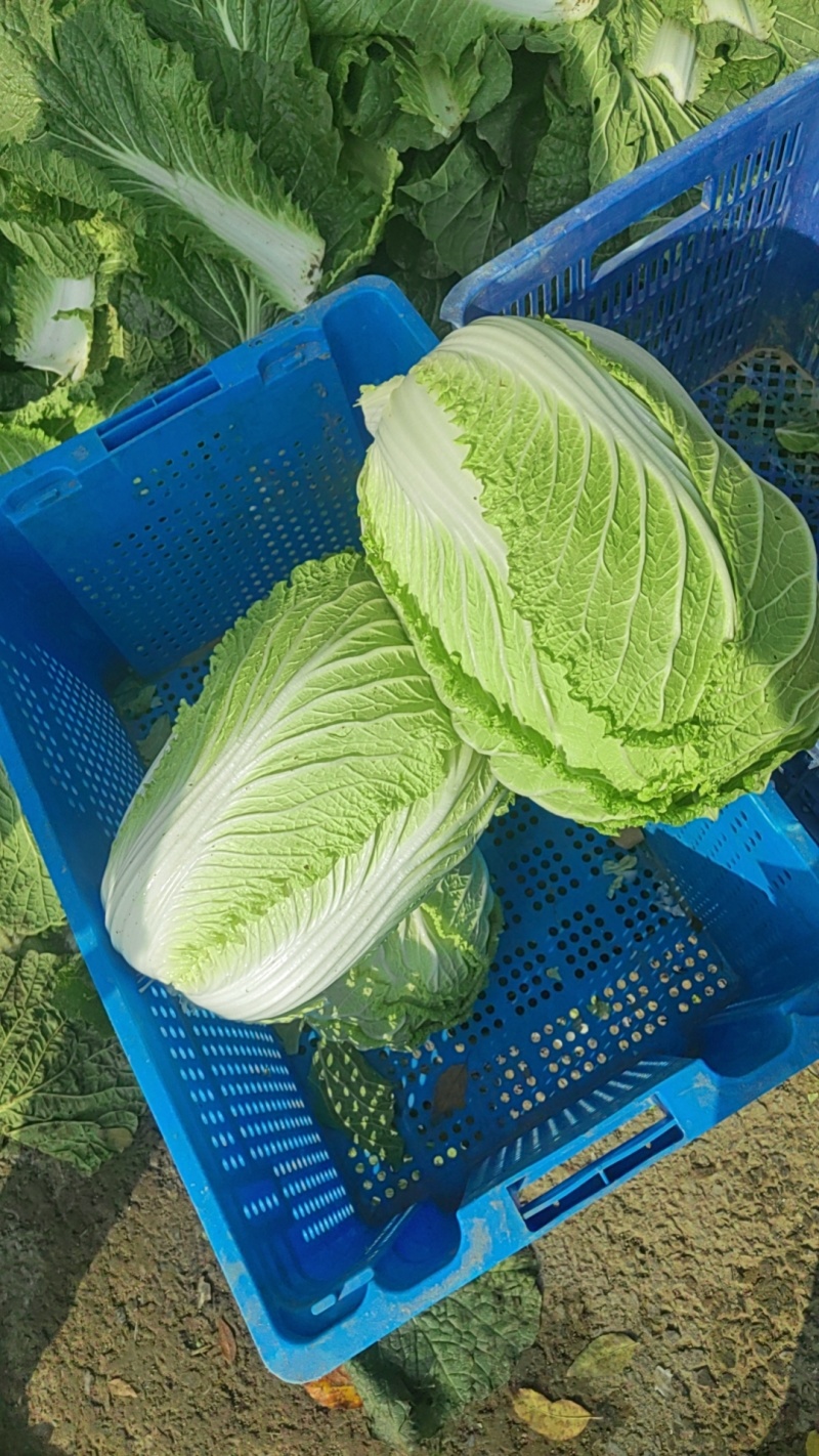 大白菜
