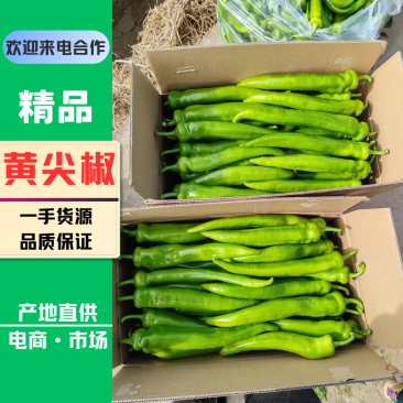 黄皮尖椒广东辣椒鲜辣椒基地一手货源充足供应全国市场