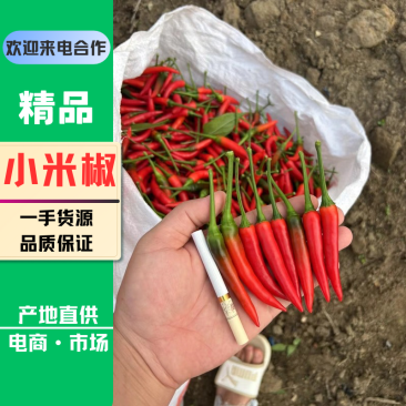 广西小米椒精品小米椒品质保证产地一手货源大量供应