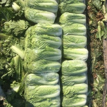 黄心白菜北京三号白菜