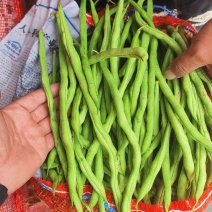 河北豆角邯郸一手货源充足精品豆角电商有需要老板联系我