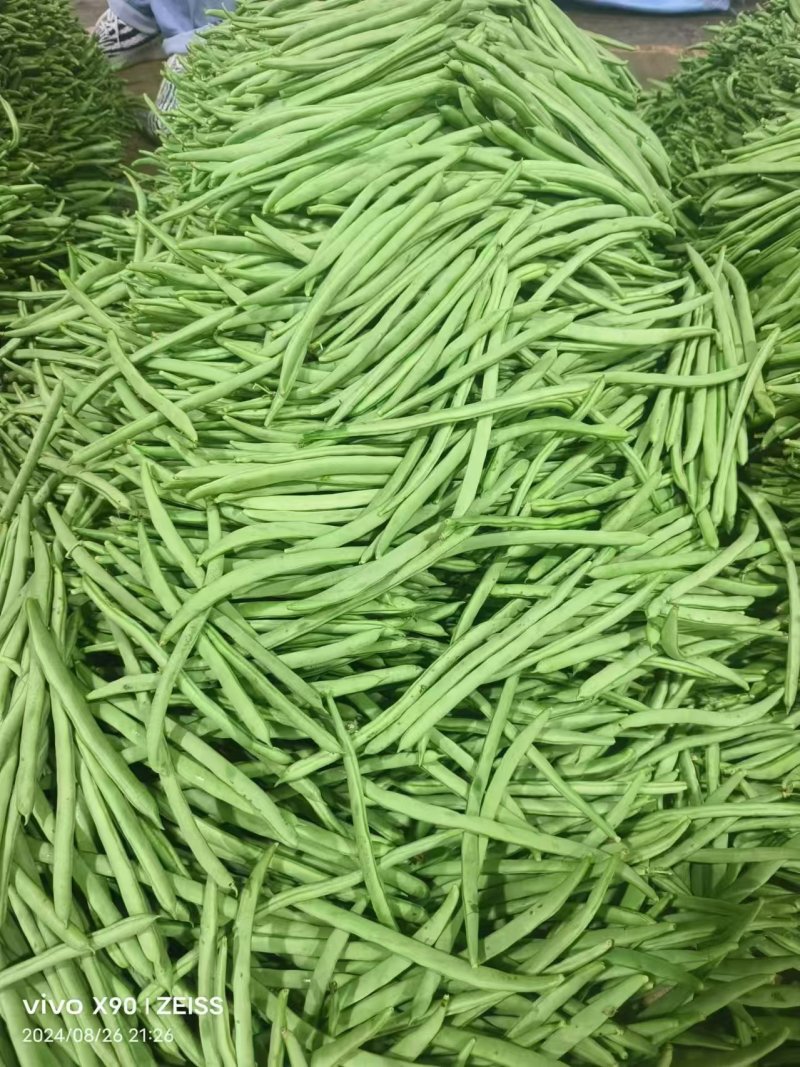 河北豆角邯郸一手货源充足精品豆角电商有需要老板联系我