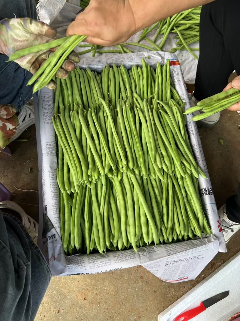 河北豆角邯郸一手货源充足精品豆角电商有需要老板联系我
