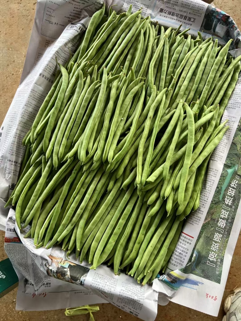 河北豆角邯郸一手货源充足精品豆角电商有需要老板联系我
