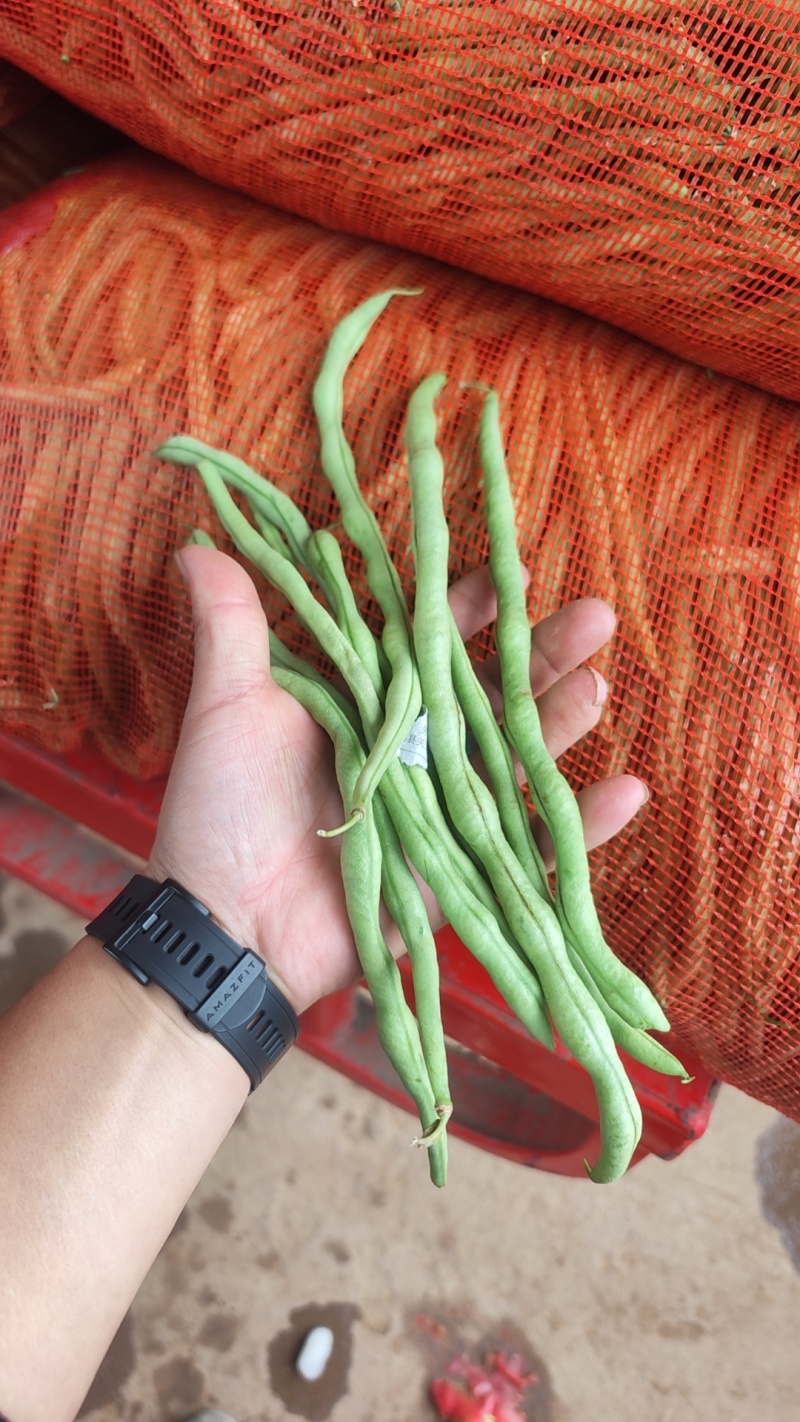 河北豆角邯郸一手货源充足精品豆角电商有需要老板联系我