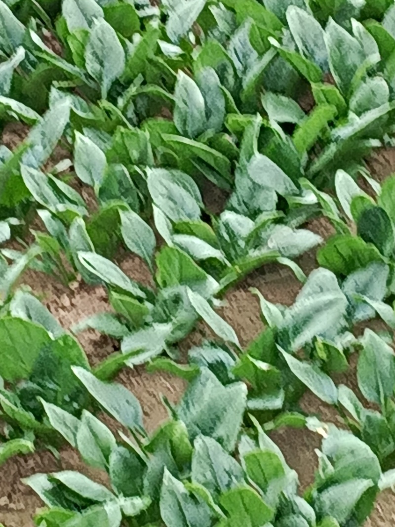 菠菜大量上市中