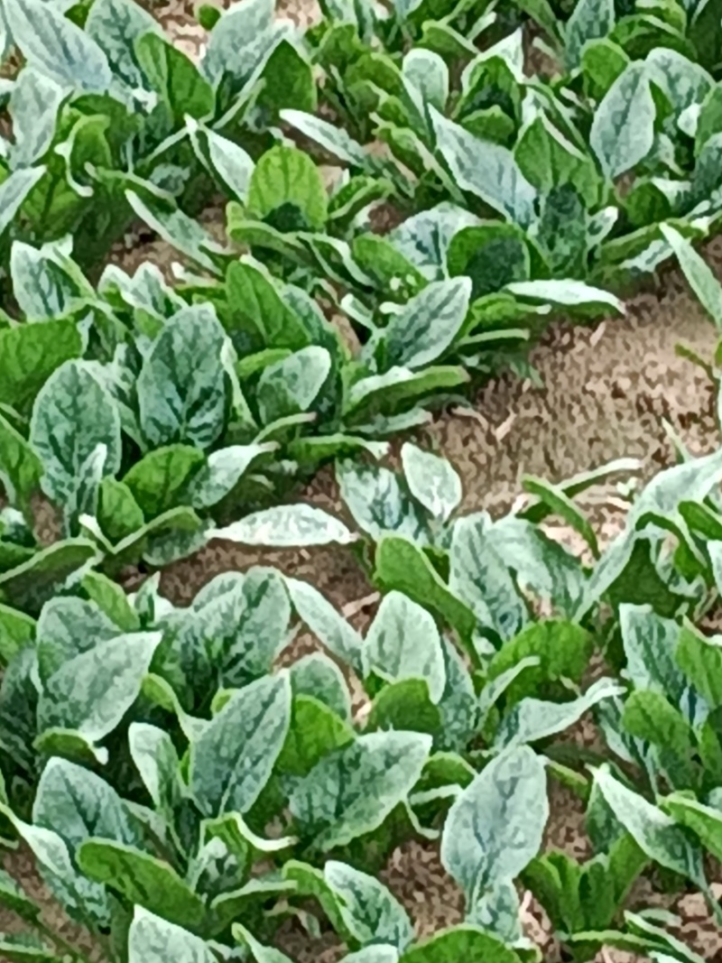 菠菜大量上市中