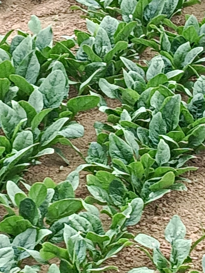 菠菜大量上市中