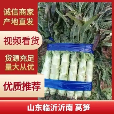 山东临沂红叶莴苣一手货源量大优惠来电咨询