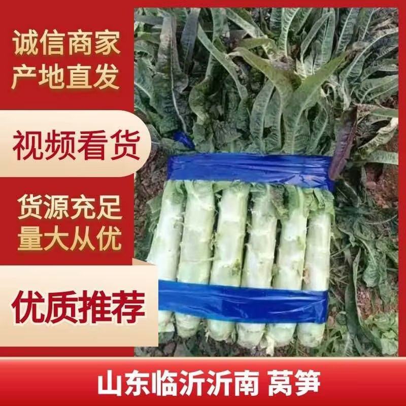 山东临沂红叶莴苣一手货源量大优惠来电咨询