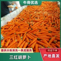 胡萝卜，土萝卜，水洗，市场。出口，电商平台