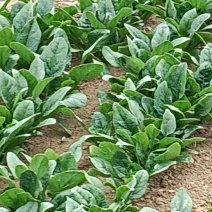 菠菜大量上市中