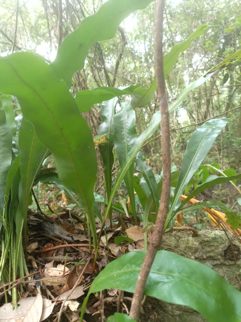 化石草