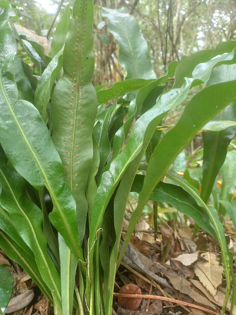 化石草