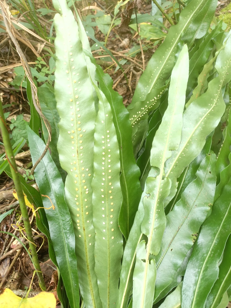 化石草