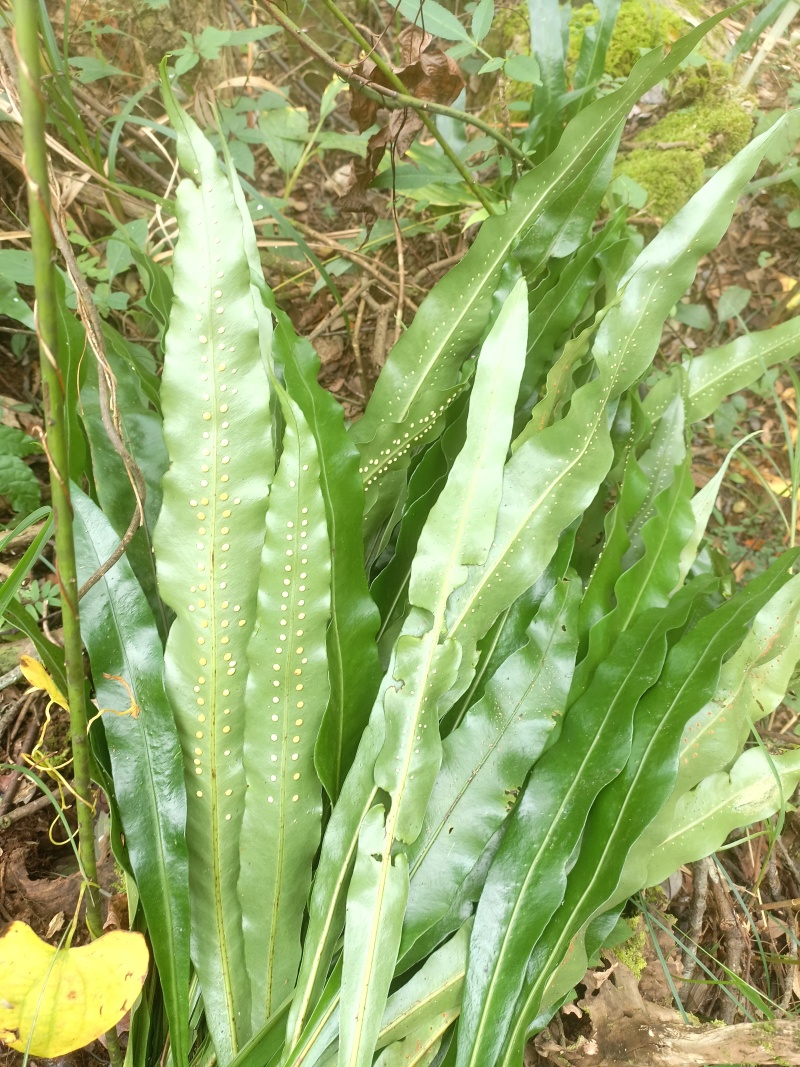 化石草
