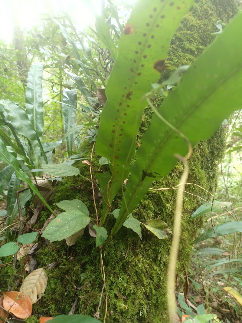 化石草