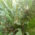化石草