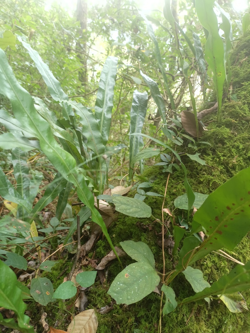 化石草