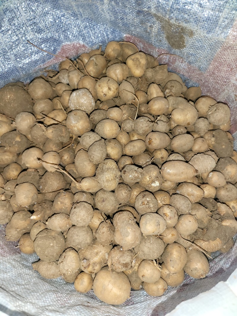 罗汉参