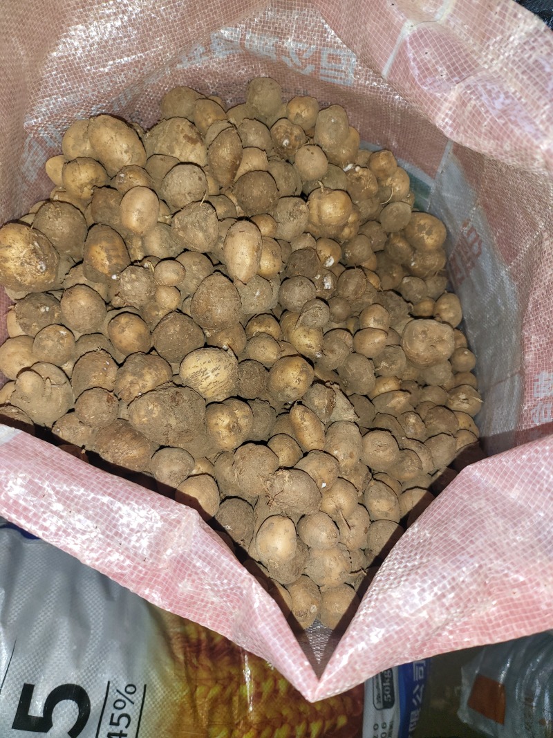 罗汉参