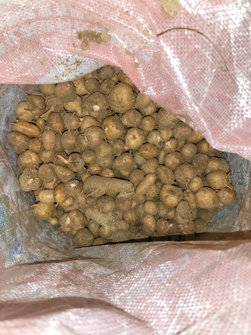 罗汉参