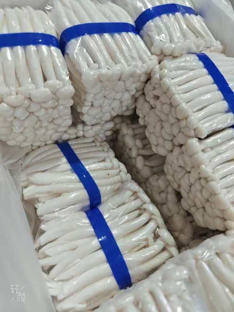 白玉菇，新鲜白玉菇每天现采