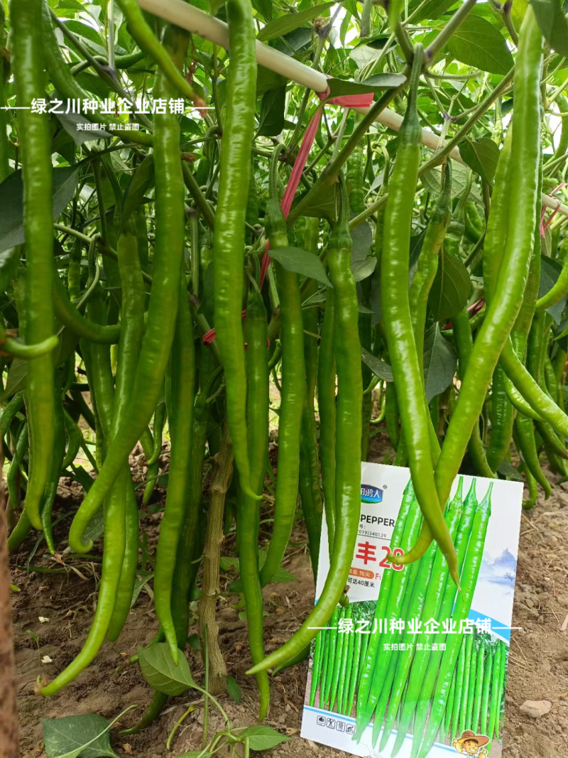 特长线椒长丰28粗长线椒种子香辣嫩绿色条椒顺直光滑