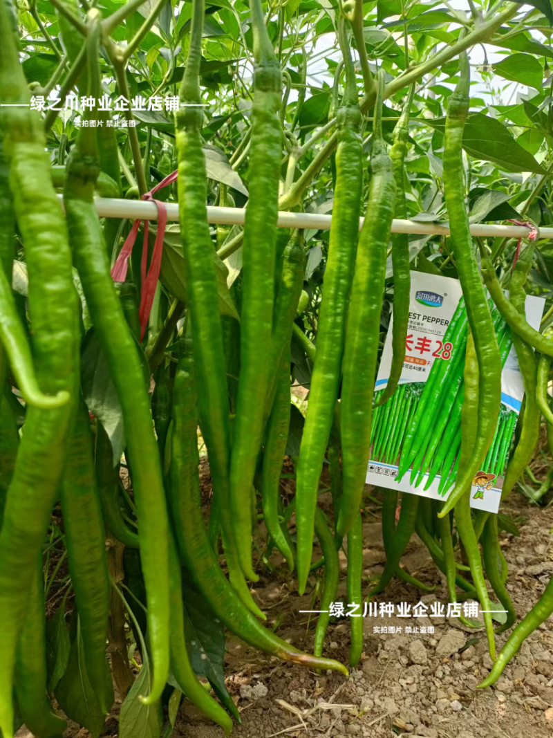特长线椒长丰28粗长线椒种子香辣嫩绿色条椒顺直光滑