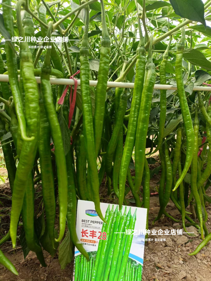 特长线椒长丰28粗长线椒种子香辣嫩绿色条椒顺直光滑