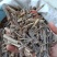 排草/香排草/排香草/精选好货/量大可商议，全国包邮