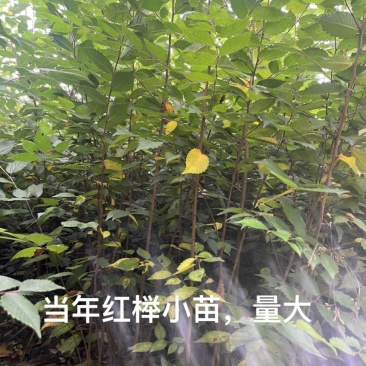榉树小苗，1米榉树小苗，1公分榉树小苗