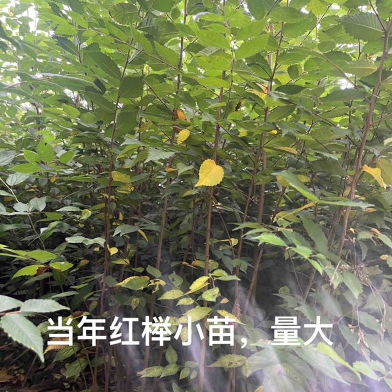 榉树小苗，1米榉树小苗，1公分榉树小苗