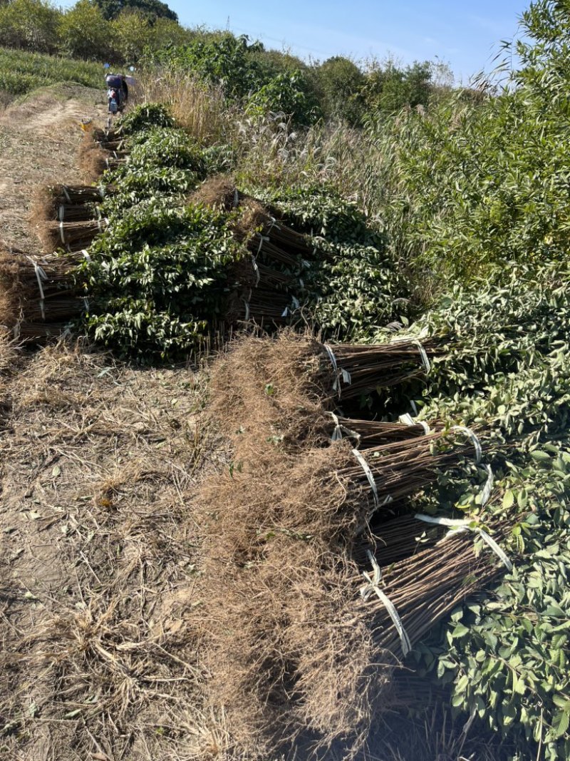 榉树小苗，1米榉树小苗，1公分榉树小苗