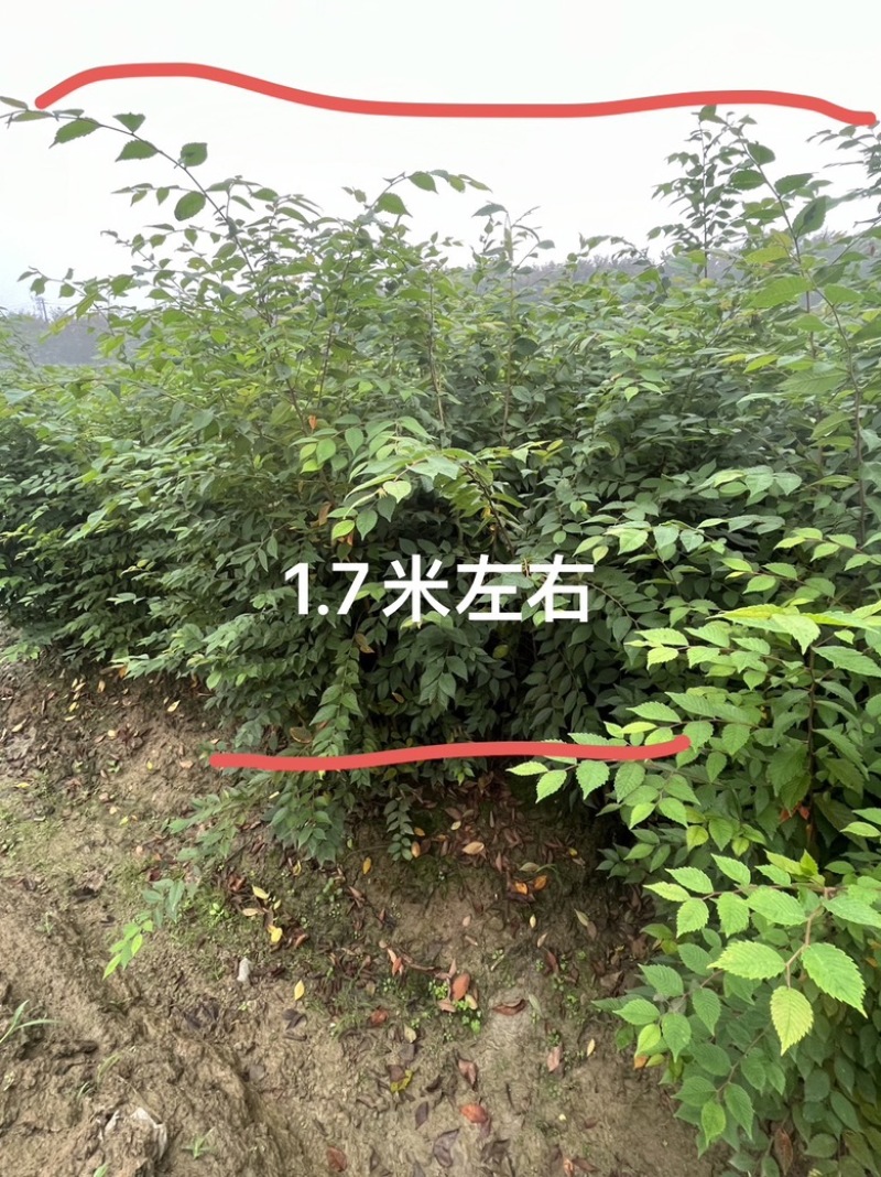 榉树小苗，1米榉树小苗，1公分榉树小苗