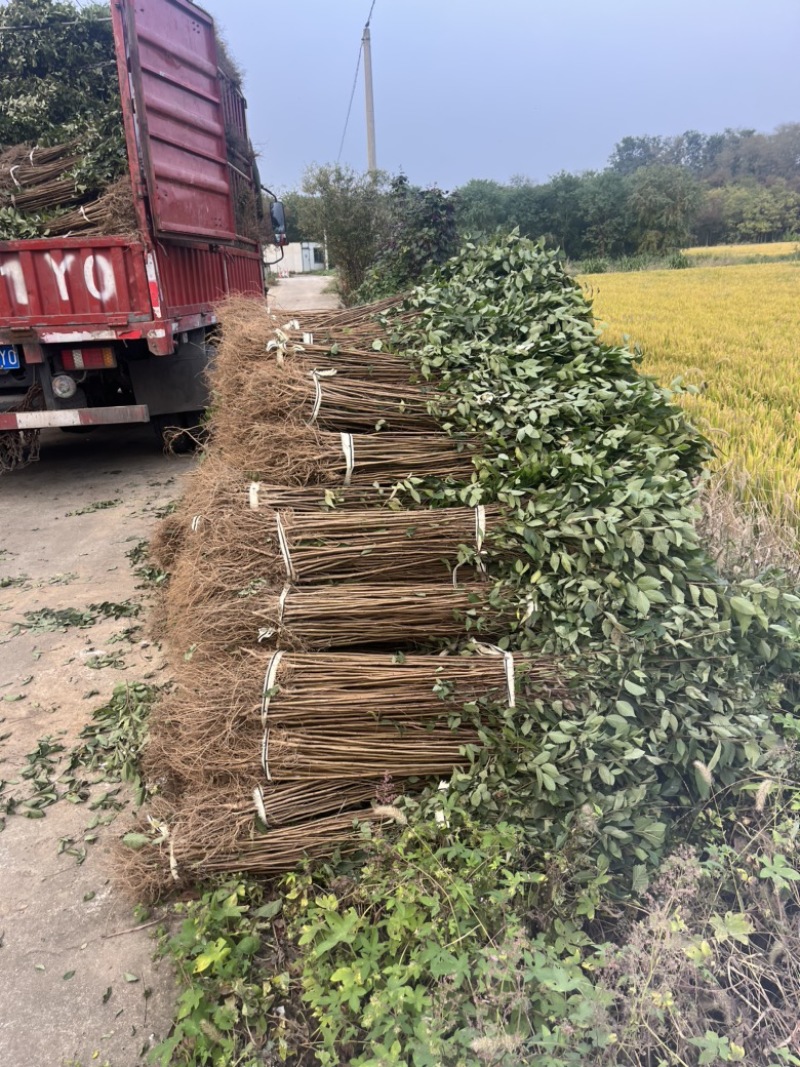榉树小苗，1米榉树小苗，1公分榉树小苗