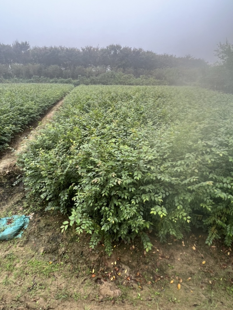 榉树小苗，1米榉树小苗，1公分榉树小苗